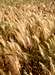 Barley cultivation...