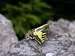 Common Yellow Swallowtail <i>(Papilio machaon)</i>