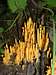 Spindle Coral Fungus on Thomas Ridge