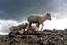 Bighorns on the west ridge of Chimayosos Peak #4