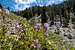 Grinnell's Beardtongue (<i>Penstemon grinnellii</i>)