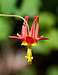 Western Columbine (<i>Aquilegia formosa</i>) 