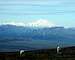 Denali from Primrose Ridge