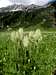 Anemone occidentalis (Western pasqueflower)