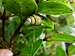 Critically Endangered Kahuli Tree Snail (Achatinella sowerbyana)