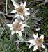 Edelweiss (Leontopodinum alpinum) at Drei Zinnen
