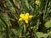 Yellow Lotus Alpinus