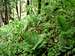 Rich fern undergrowth...