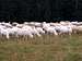 Sheep flock...