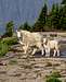 Logan Pass mountain goats