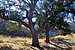 oak trees along the trail