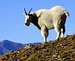 A Mountain Goat on Timpanogos