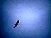 The lesser spotted eagle <br><i>(Aquila pomarina)</i>
