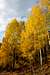 Fall colors around Ouray
