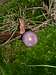 Purple Mushroom, Green Moss