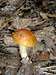 Mushroom on  Appalachian Trail