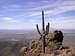 Saguaro Sentinel