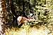 Rutting Elk in RMNP