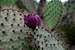 Fruit of Coastal Prickly Pear Cactus (<i>Opuntia littoralis</i>) 