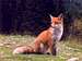 Cunning fox