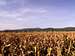Field of autumn corn...