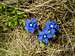 <b>Spring gentians (<i>Gentiana verna</i>)</b>