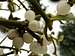 European Mistletoe 