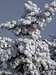 Beautiful frost summit trees on Mt Moosilauke