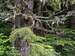 Spotted Owl on Mt Dickerman