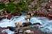 bighorns contemplating Baring Creek