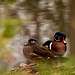 Wood Ducks, a colorful pair