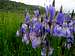 Siberian Iris<br><i>Iris sibirica</i>