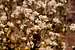 California Everlasting (<i>Gnaphalium californicum</i>)