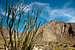 Ocotillo in the Anza Borrego