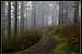Misty Oregon Trail