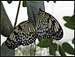 Butterflies of Bordano