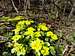 Chrysosplenium alternifolium 