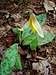 Trout Lily (Erythronium americanum)