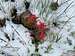 West Mountain Indian Paintbrush