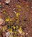Wide-throated Yellow Monkeyflower (<i>Mimulus brevipes</i>)
