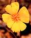 California Poppy (<i>Eschscholzia californica</i>)