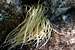 Anemonia viridis