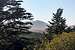 Mt. Tamalpais through Monterey pines