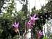 Calypso bulbosa - wild orchids