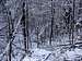Frozen primeval beech forest