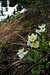  Western Pasqueflowers