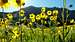 Gothic Mountain and Sunflowers