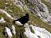 An Alpine Chough are in...