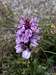 Beautiful flower, dactylorhiza maculata  (Lac d'Orédon)