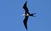 Great Frigatebird, Kaula Rock